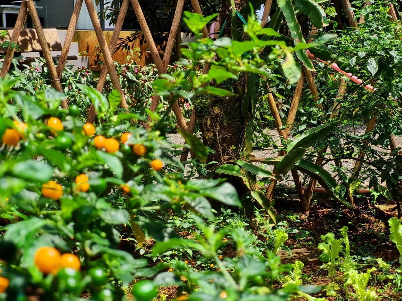 Homestay Vuon Trai Cay Nhiet Doi Vo Uu Garden Баолок Экстерьер фото